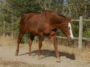Kate – Has Been Adopted!