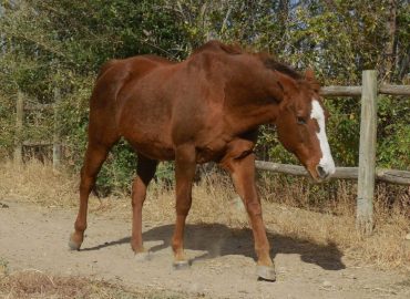 Kate – Has Been Adopted!