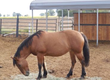 Petra – Has Been Adopted!