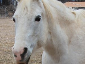 Misty – Please Sponsor, Foster or Adopt Me!
