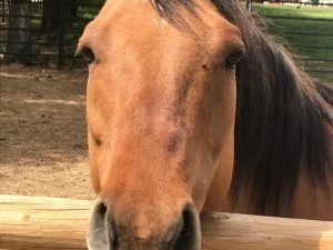 Tango – Adopted