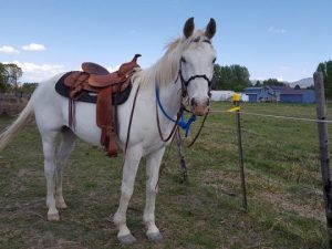 Zephyr – Please Sponsor, Foster or Adopt Me!
