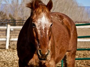 Winchester – Please Sponsor, Foster or Adopt Me!