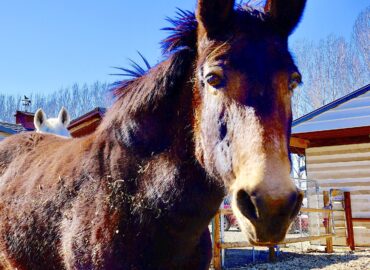 Josephine – Sponsored by Tina Woodrum!!