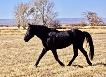 Cash –  Fostered!
