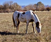 Rainbow – Sponsored by Sherry Kammerer! Foster/Adopt Me