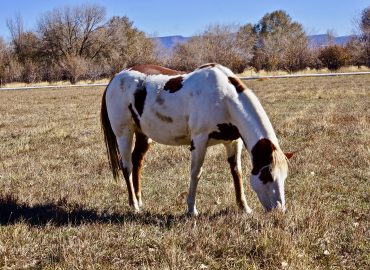 Rainbow – Sponsored by Sherry Kammerer! Awaiting Forever Home