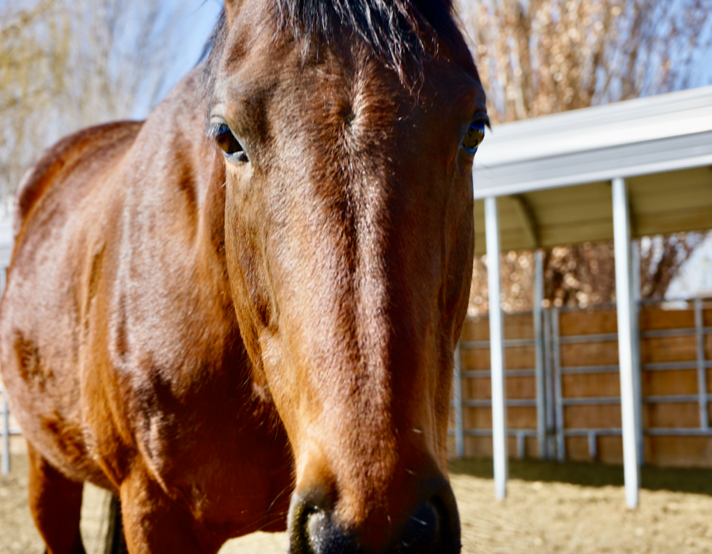 end of the trail horse rescue with sparkle