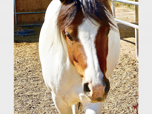 Sugar – Please Sponsor, Foster or Adopt Me!