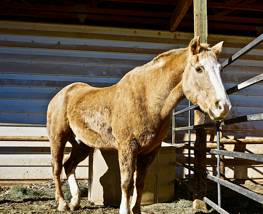 Horse rescue - Sundance