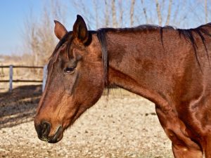 Bailey – Please Sponsor Me!