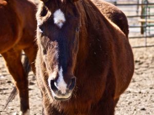 Copper – Gone, but not forgotten – 1/1/1988 – 8/6/20