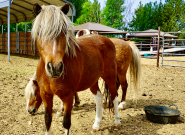 Felix – Please Sponsor Me!