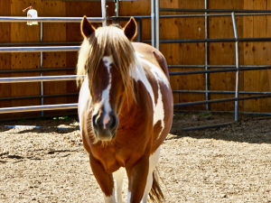 Cinnamon – Fostered!