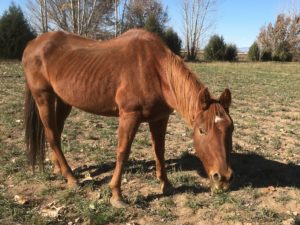 Will Penny – Please Sponsor, Foster or Adopt Me!