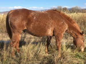 Winchester – Please Sponsor, Foster or Adopt Me!