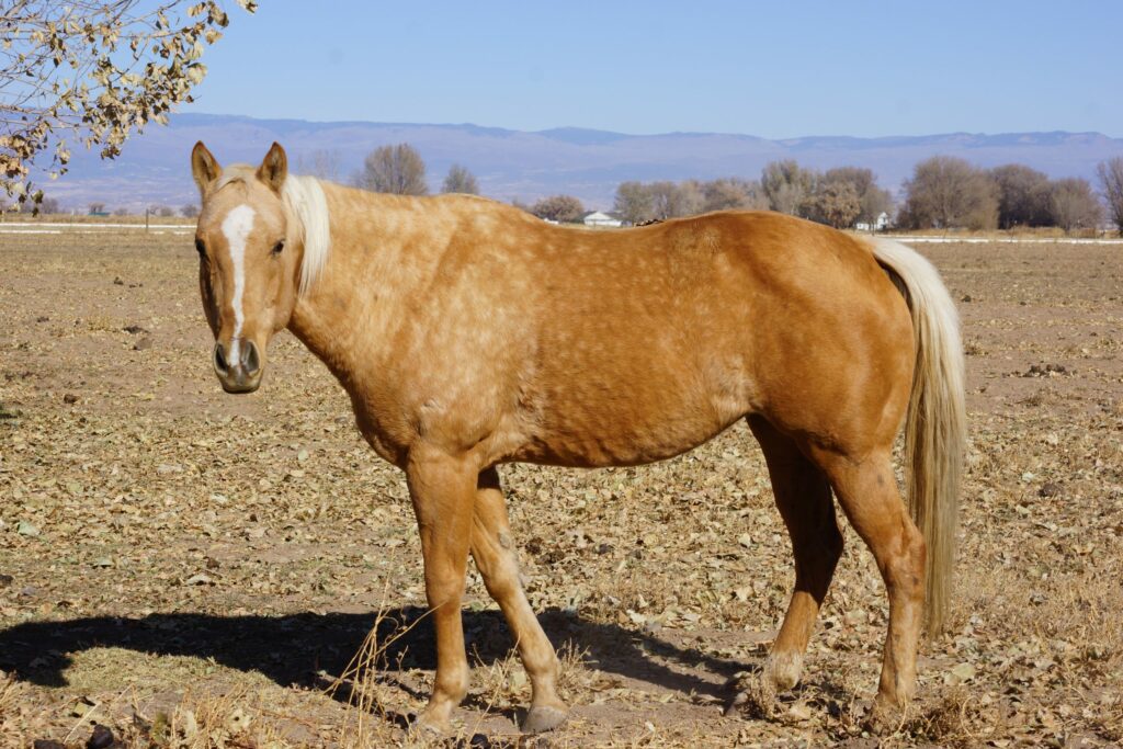 End of the Trail Horse Rescue - Annie