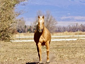 ANNIE – Sponsored by Sherry Kammerer & Louise Marron! Foster or Adopt Me!