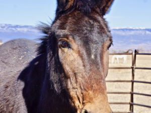 Danny Boy – Sponsored by Tina Woodrum!
