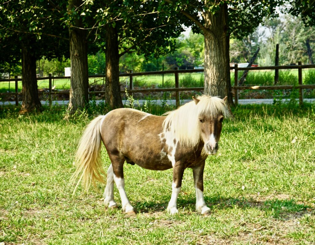 horse rescue with thunder