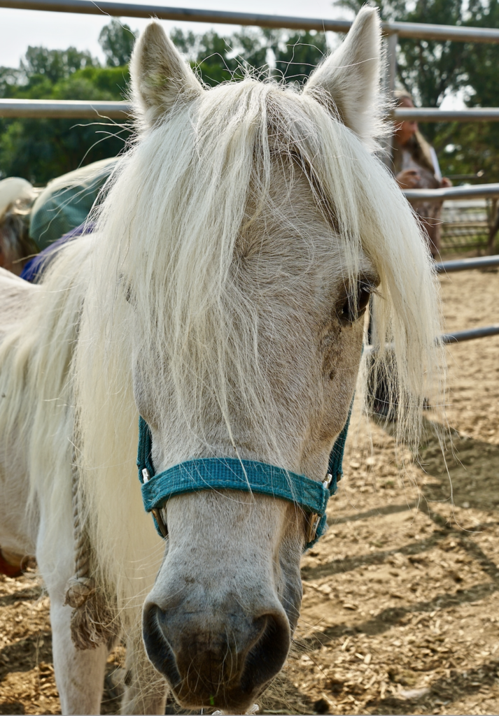 Flash - Rescue Horse