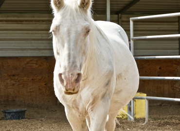 Epsilon!!  Sanctuary Horse!