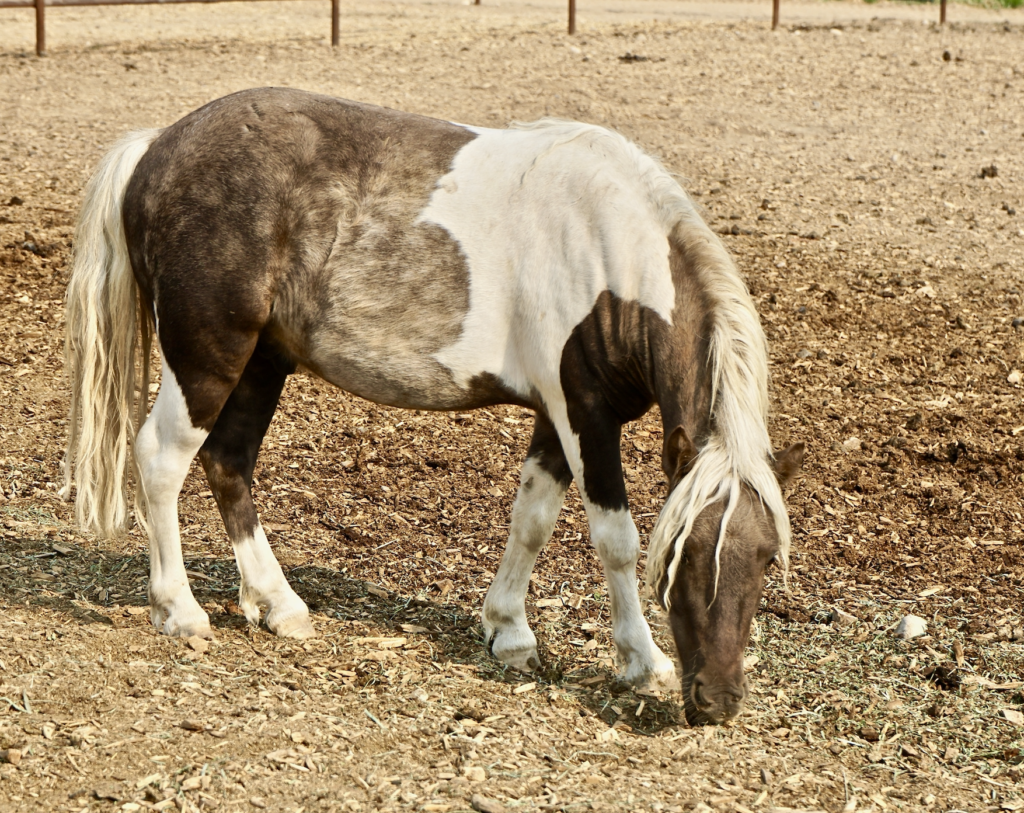 horse rescue - Chuck