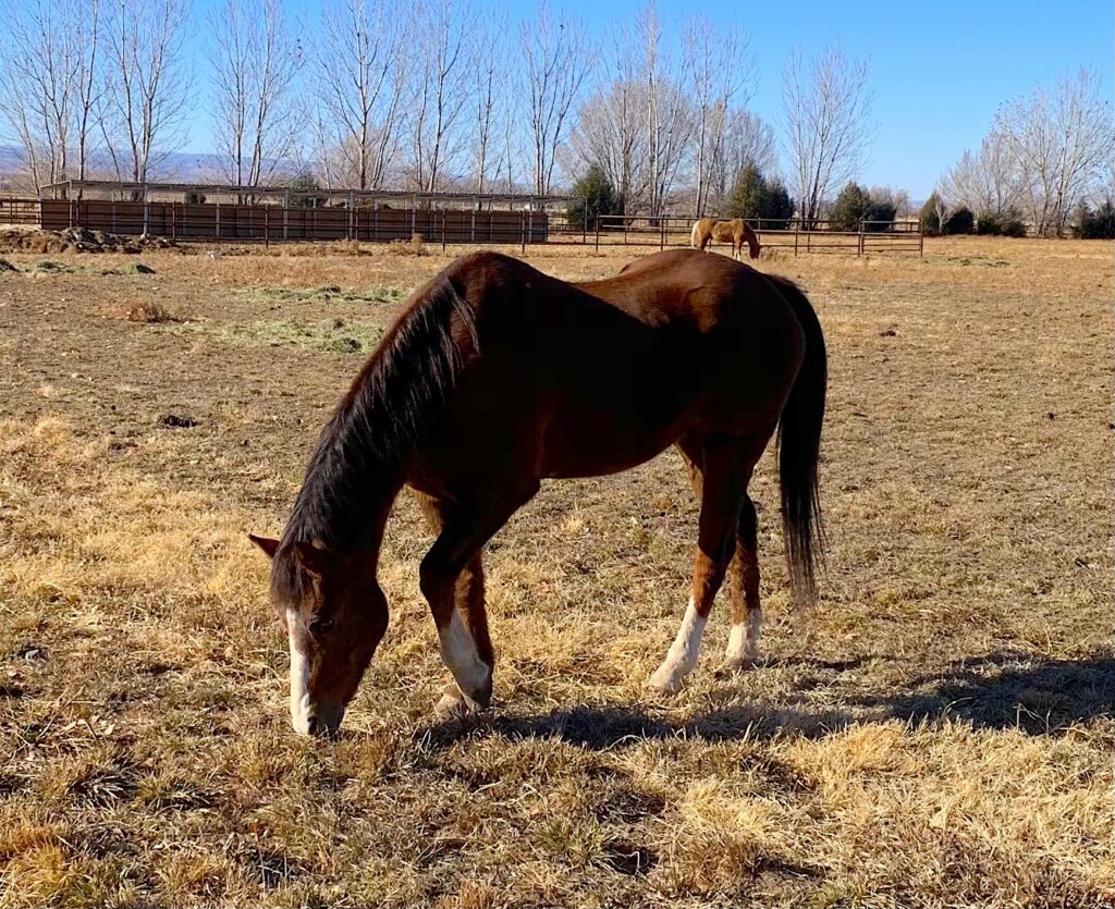 horse rescue - Bean