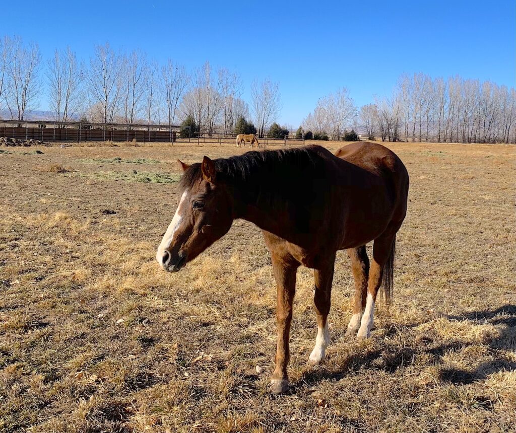 end of the trail horse rescue - Bean