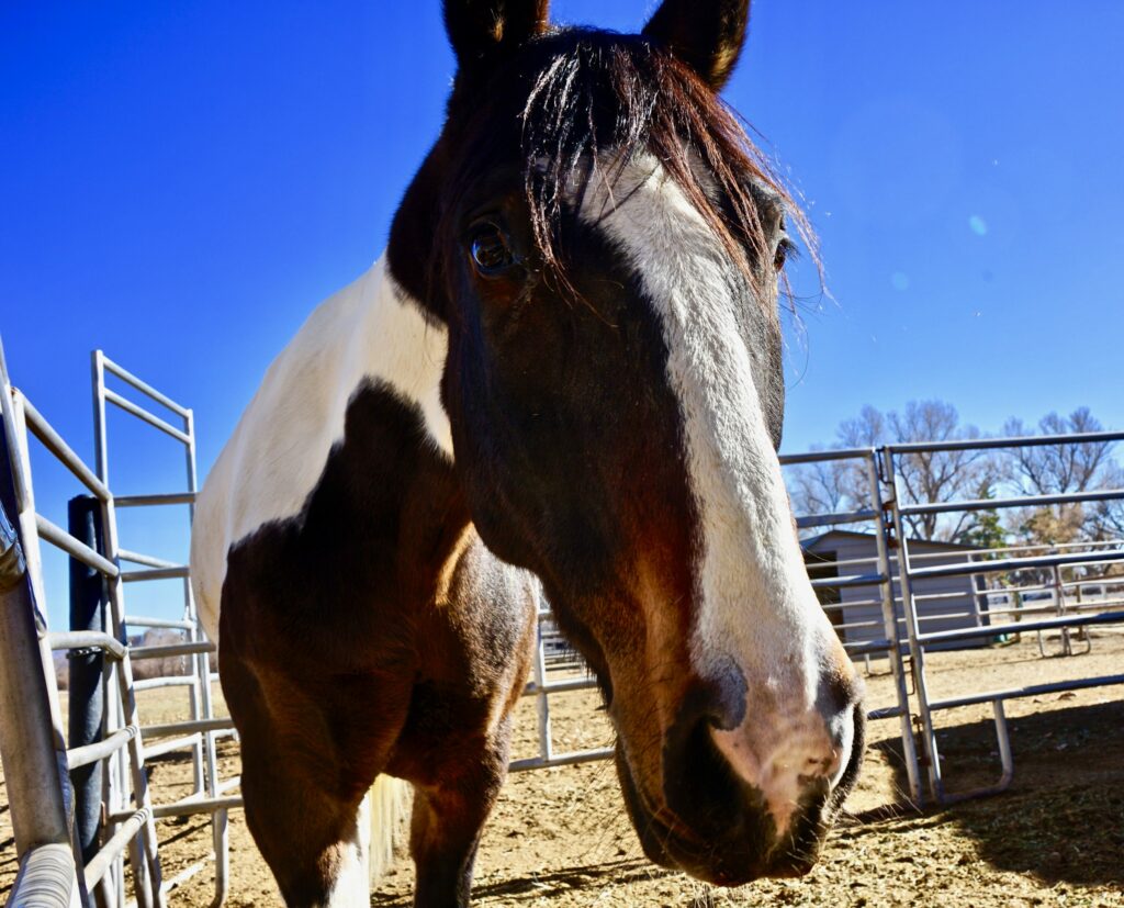 Horse Rescue - Skeeter - End of the Trail Rescue