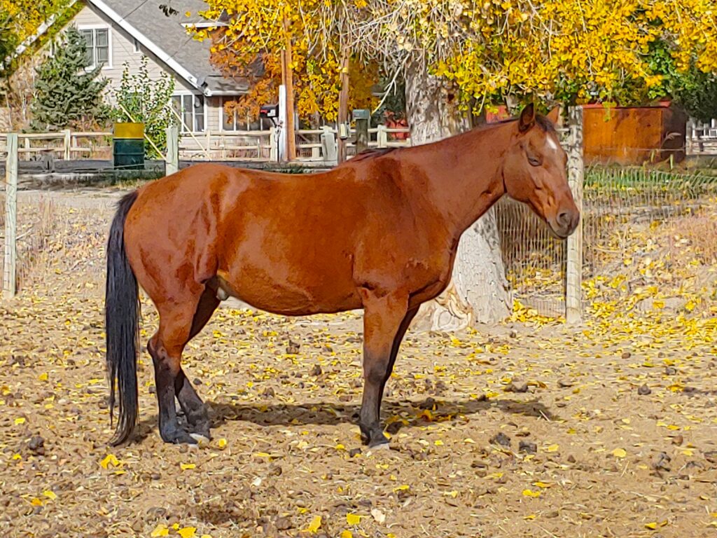 horse rescue with tucker