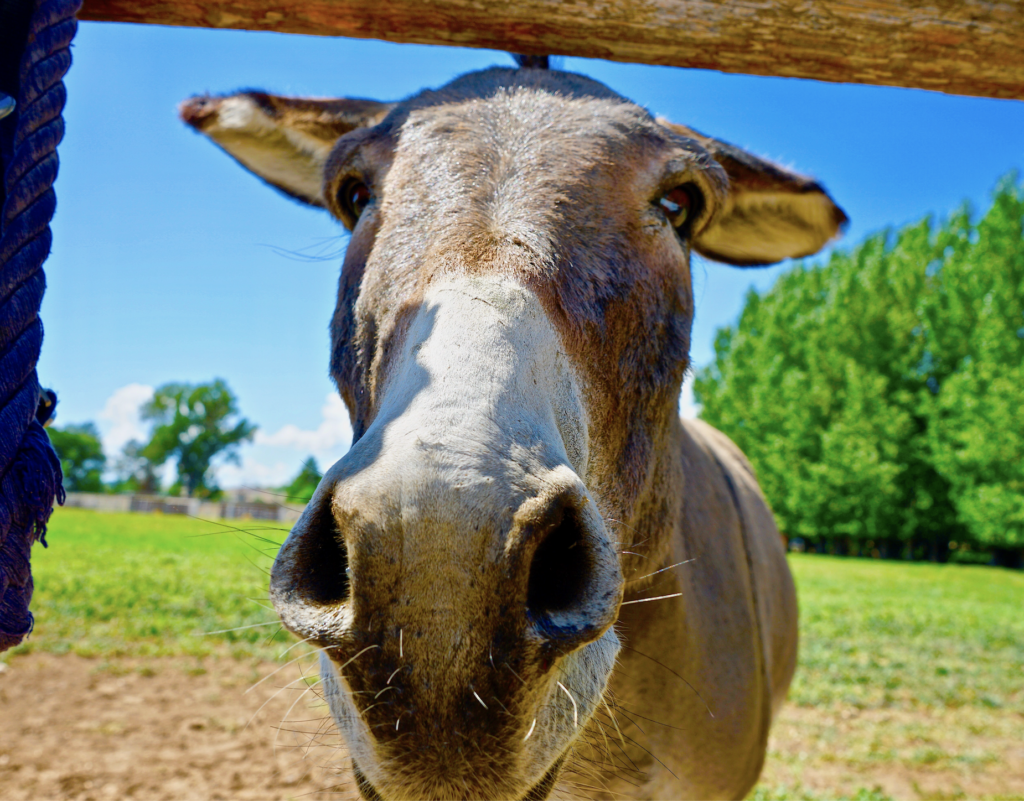 end of the trail horse rescue Pepper Jack