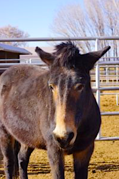 Horse Rescue - Josephine