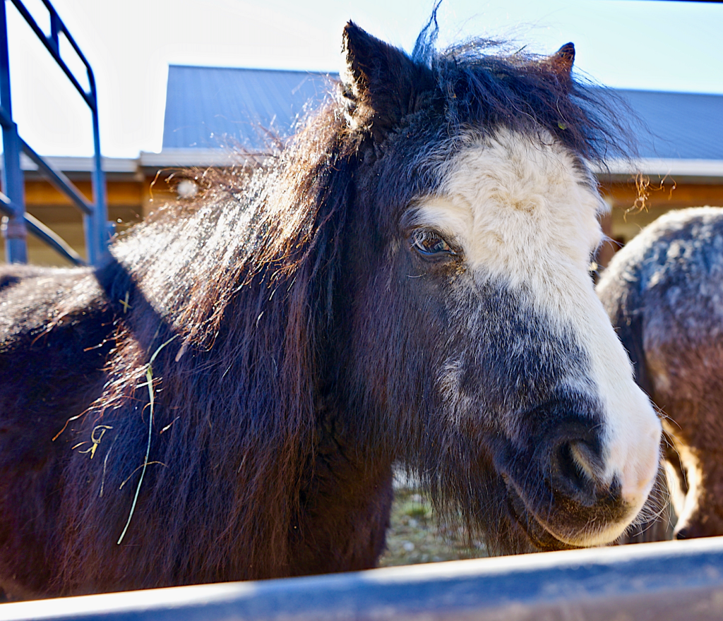 Mama End of the Trail Horse Rescue