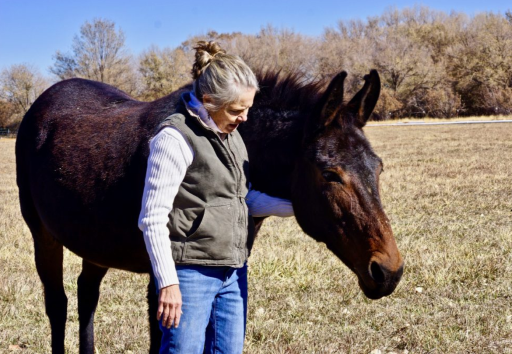 Equine Assisted Therapy