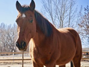 Tucker!! Therapy Horse – Sponsored by Laura Page!