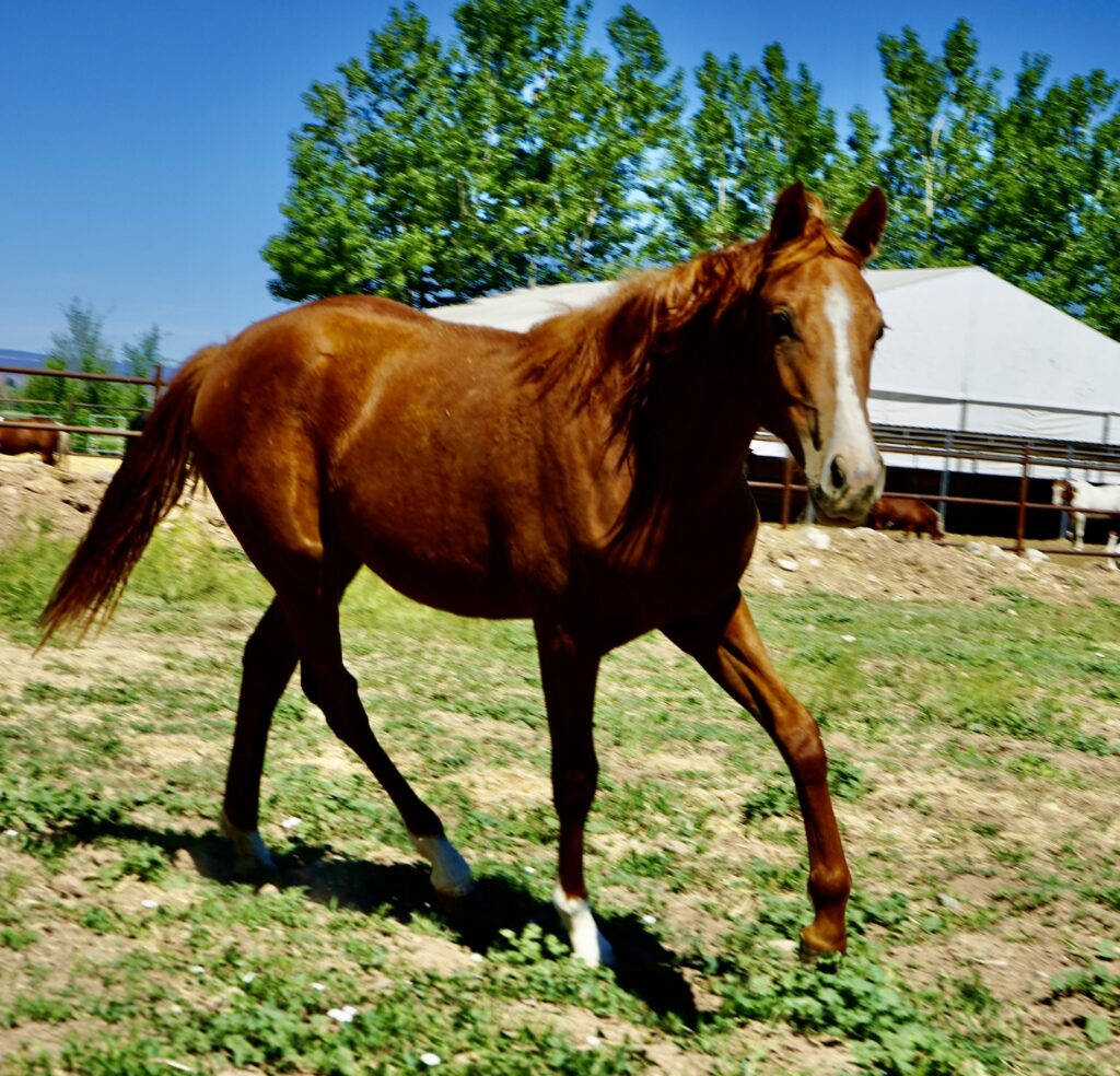 rescue horse Dixie