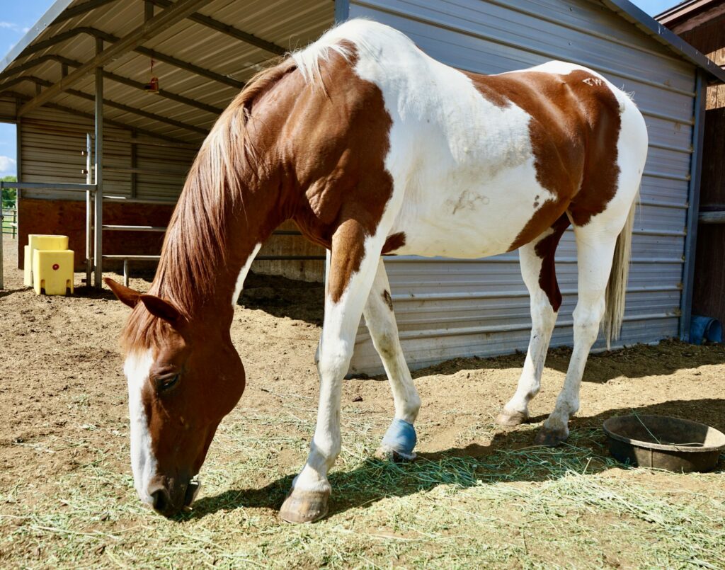 rescue horse Root Beer