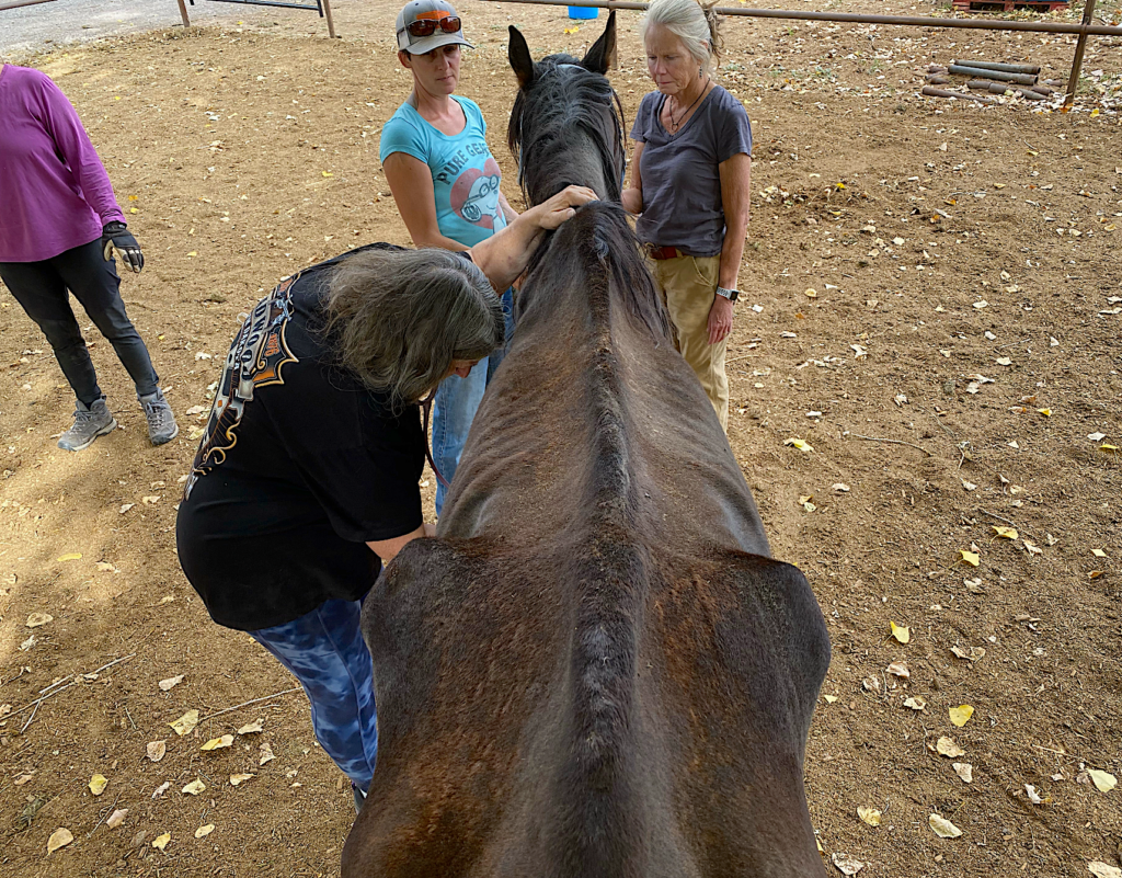 End of the Trail horse rescue - Lucky rescue