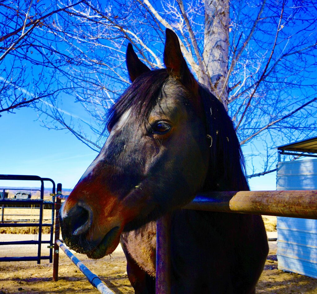 Lucky - Rescue Horse