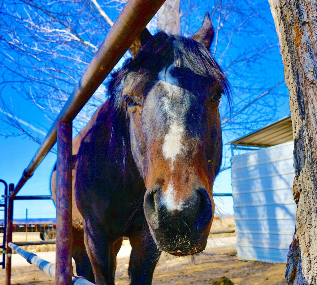 Lucky - End of the Trail Horse Rescue