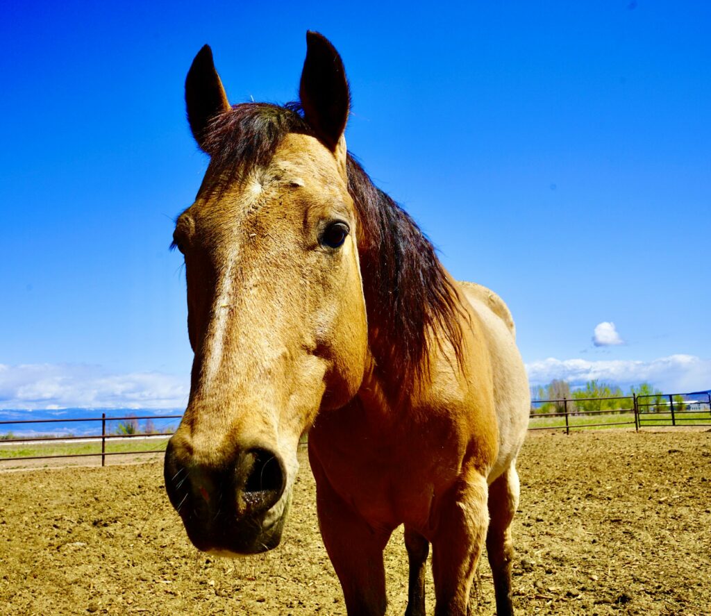 horse rescue with troubadour