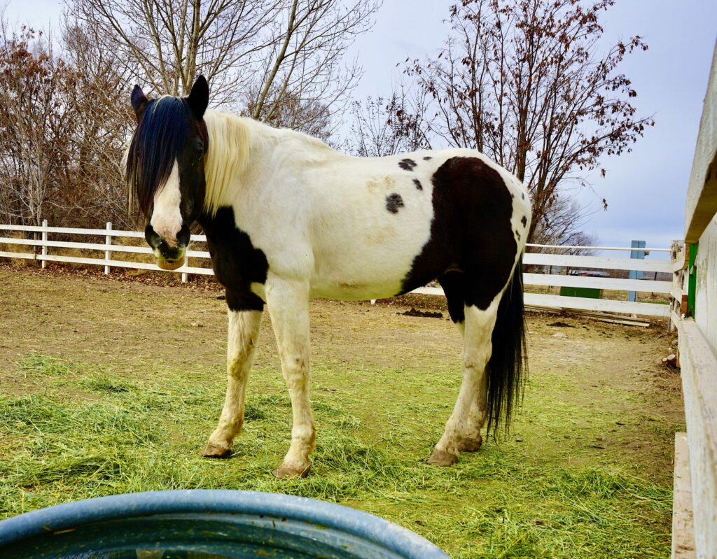 Rescue horse Doc