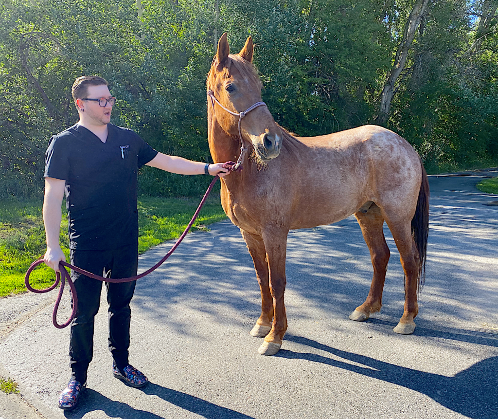 Horse rescue - Arlo - end of the trail rescue