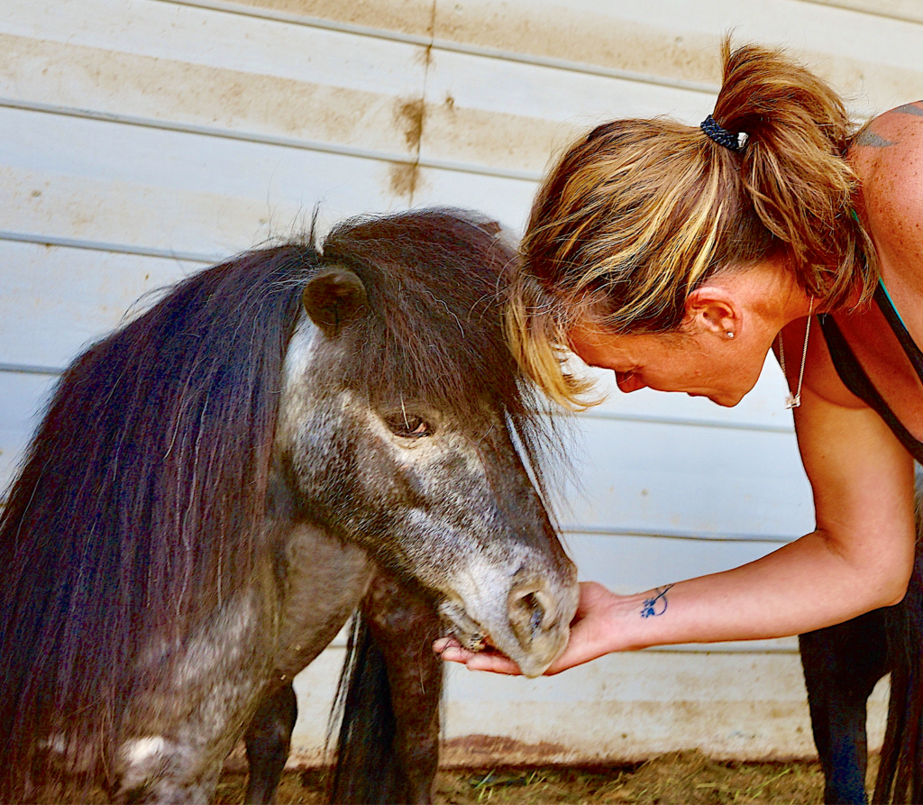 horse rescue with sweet pea